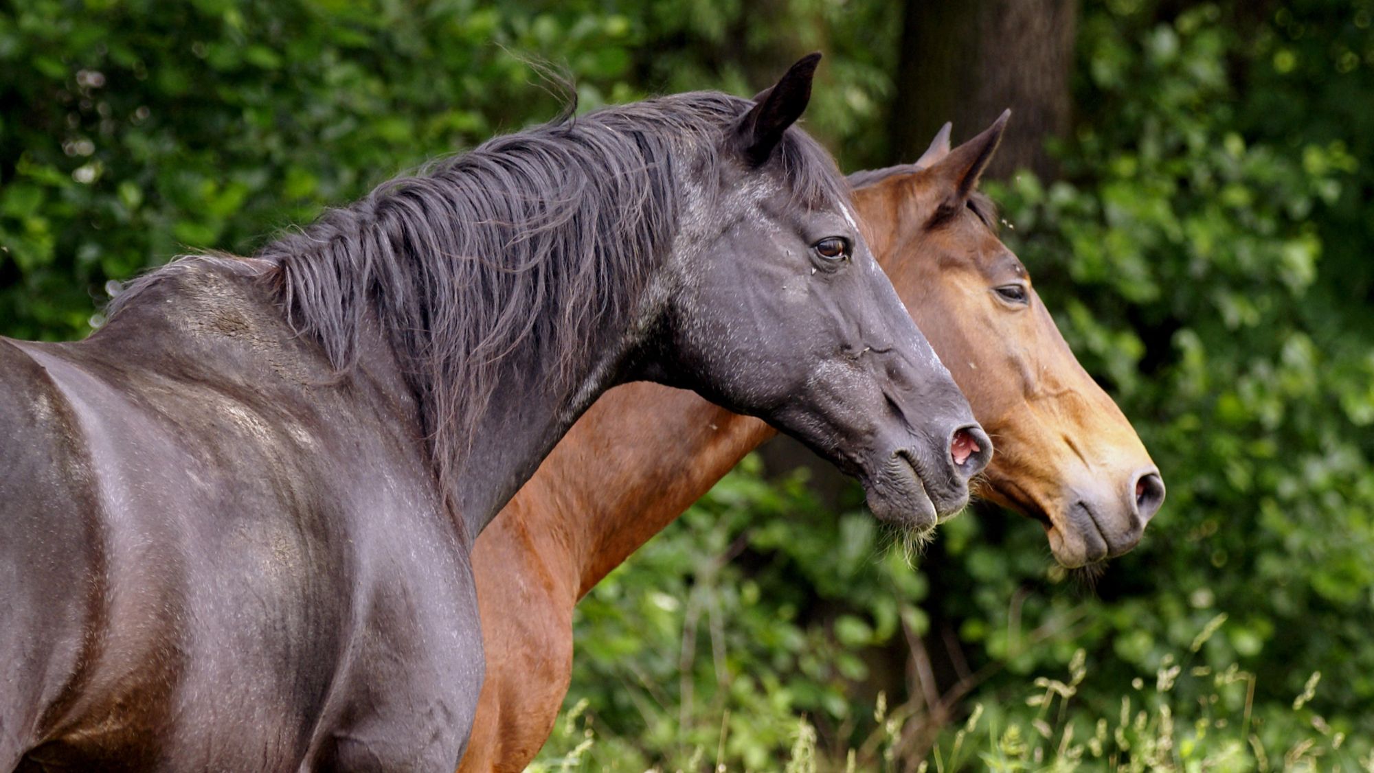 Profile view of two elderly horses