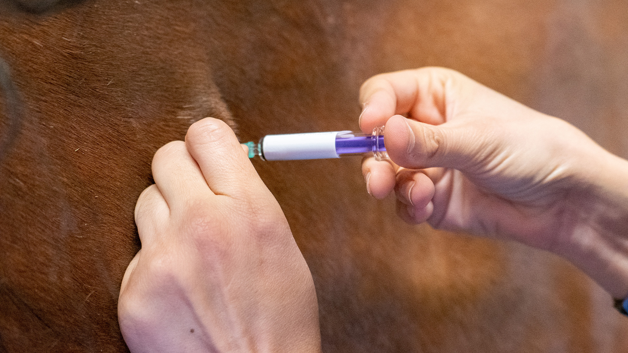 A bay horse being given an annual influenza vaccination for horses. It is being injected into a left shoulder muscle, while the horse stands in his stable. It is administered by a veterinarian doing a yearly health check.