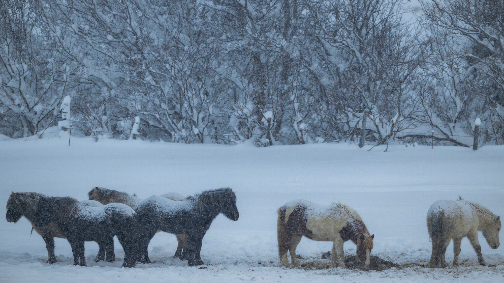 Icelandic horses in heavy snow not feeling the cold