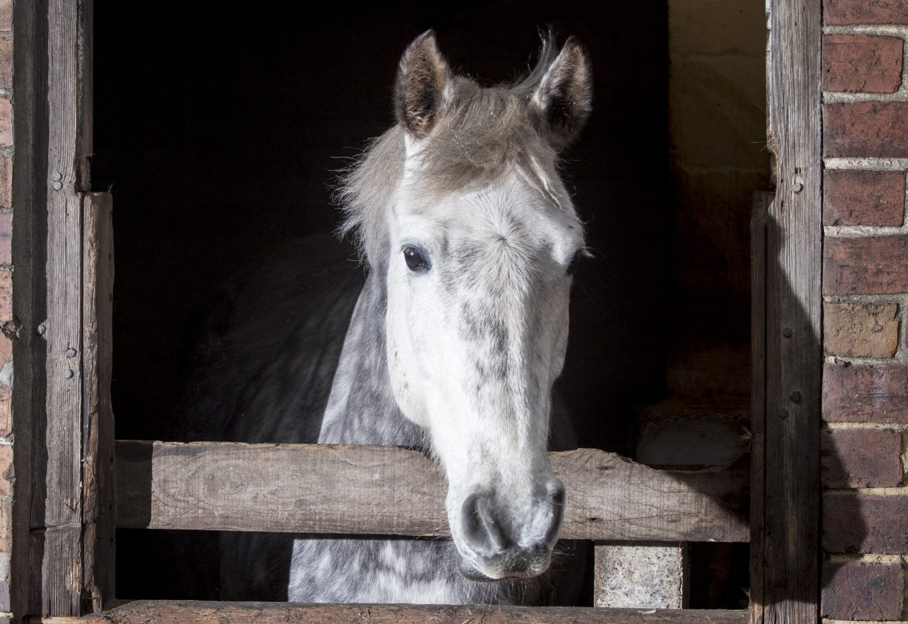 Grey looking over stable door