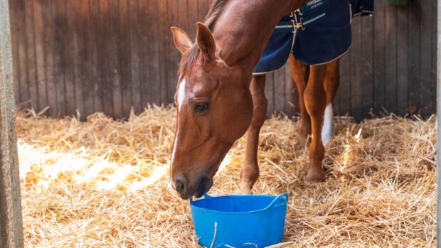 A chestnut horse in a blue rug eats from a blue bucket