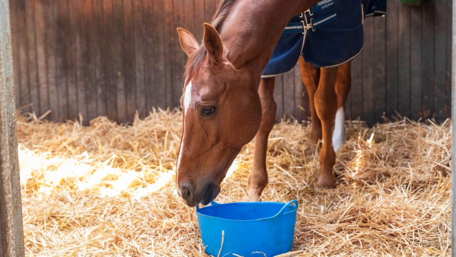 A chestnut horse in a blue rug eats from a blue bucket