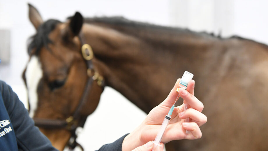 Vet preparing tetanus vaccination for horse