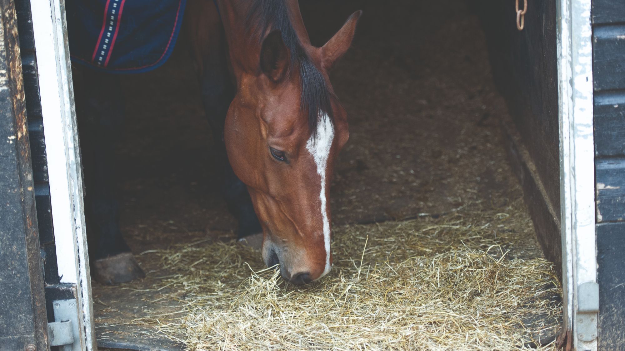 Bay horse eats hay from the floor of his stable