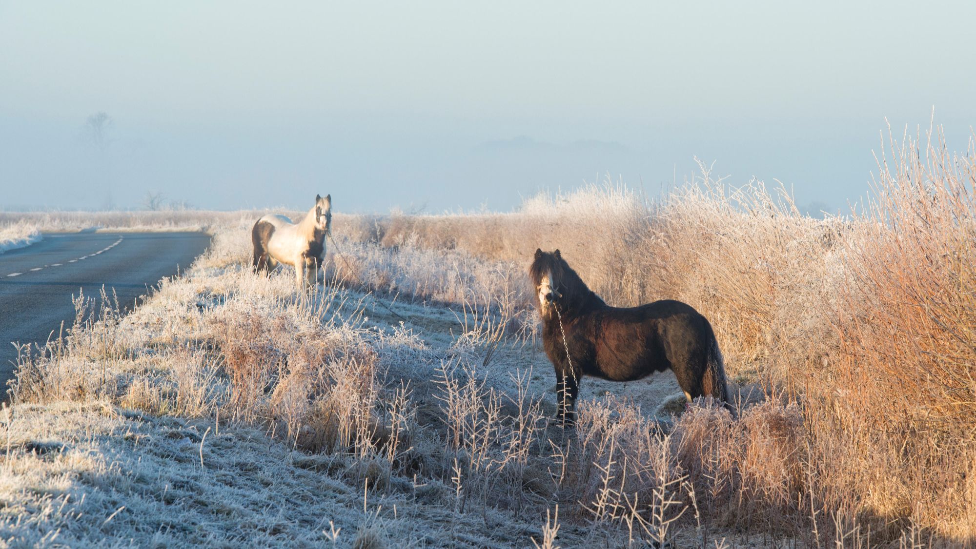 Horses tethered next to a road on a frosty verge