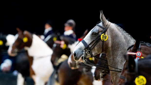 Close up of horses in line-up in showing class