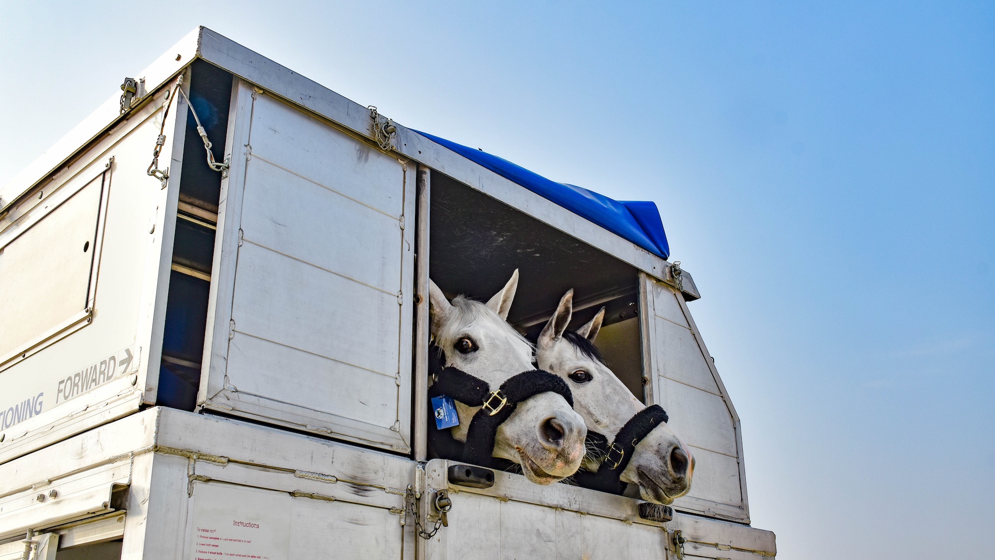 From youngest to oldest, smallest to tallest: meet the showjumpers and Shetlands flying first-class to Hong Kong