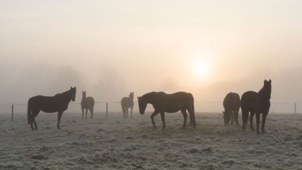 A herd of horses pictured in the mist at sunrise
