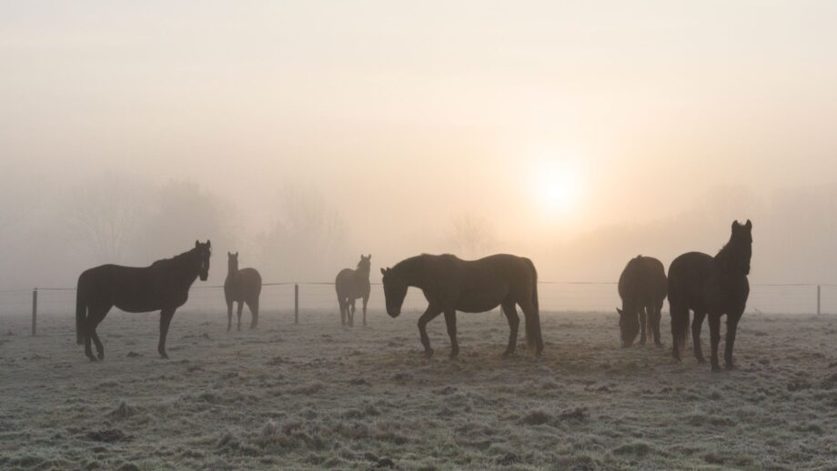 A herd of horses pictured in the mist at sunrise