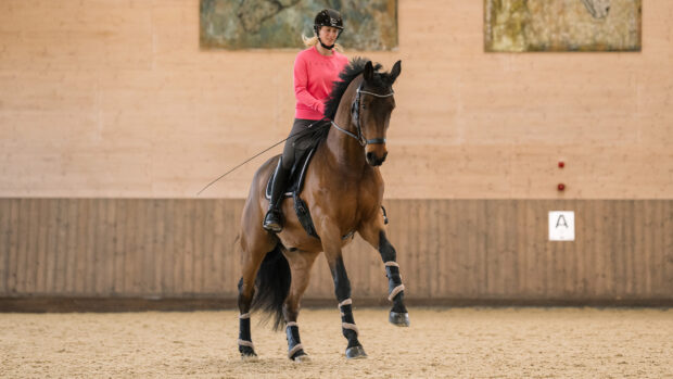 Laura Tomlinson riding towards the camera in extended canter