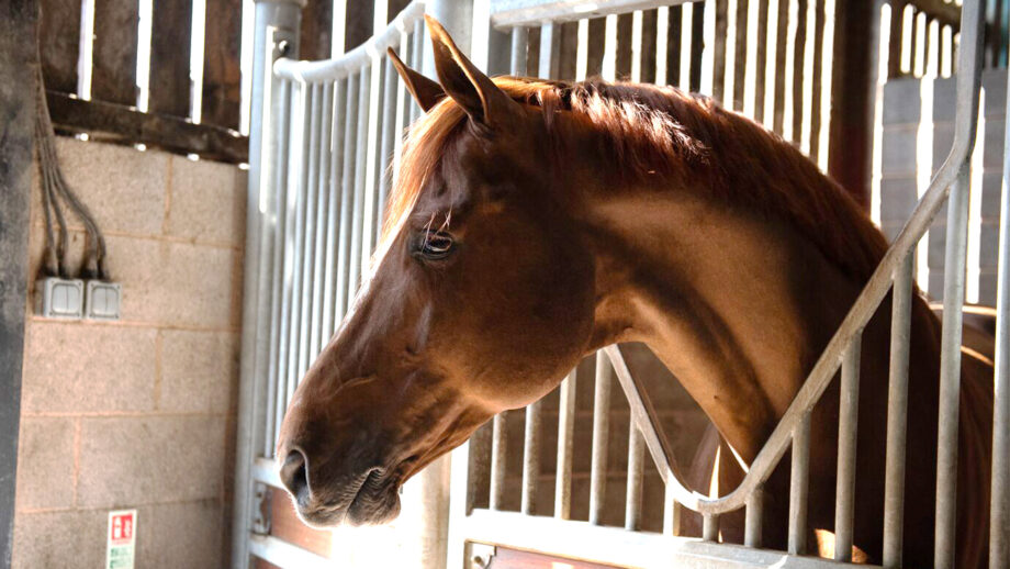 Chestnut horse looking over stable door