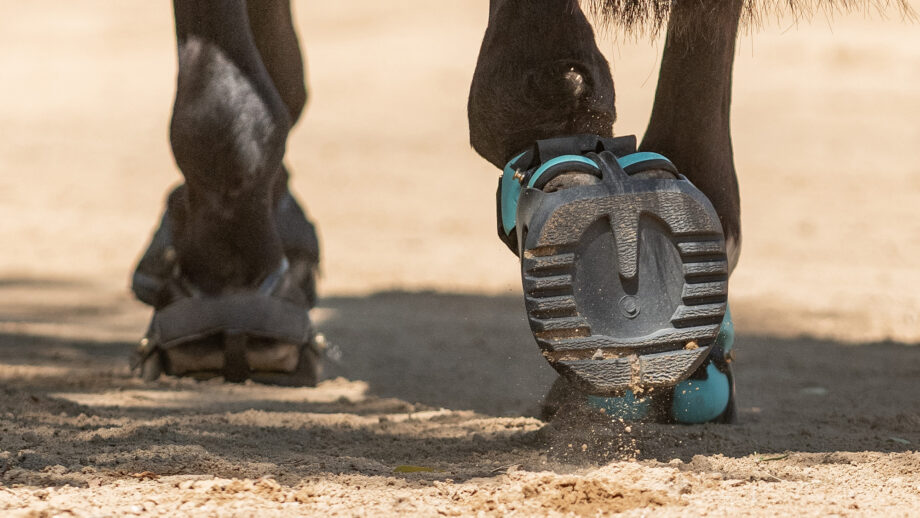 Close up of horse wearing hoof boots