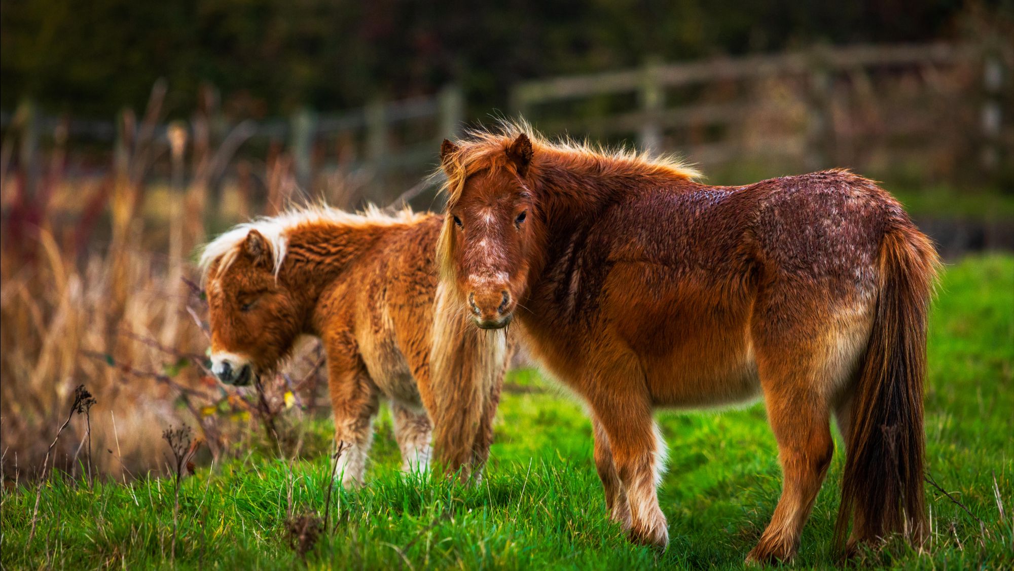 Two miniature shetland ponies standing together in a field