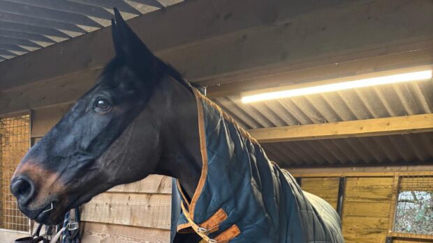 Sprinter Sacre at home after surgery