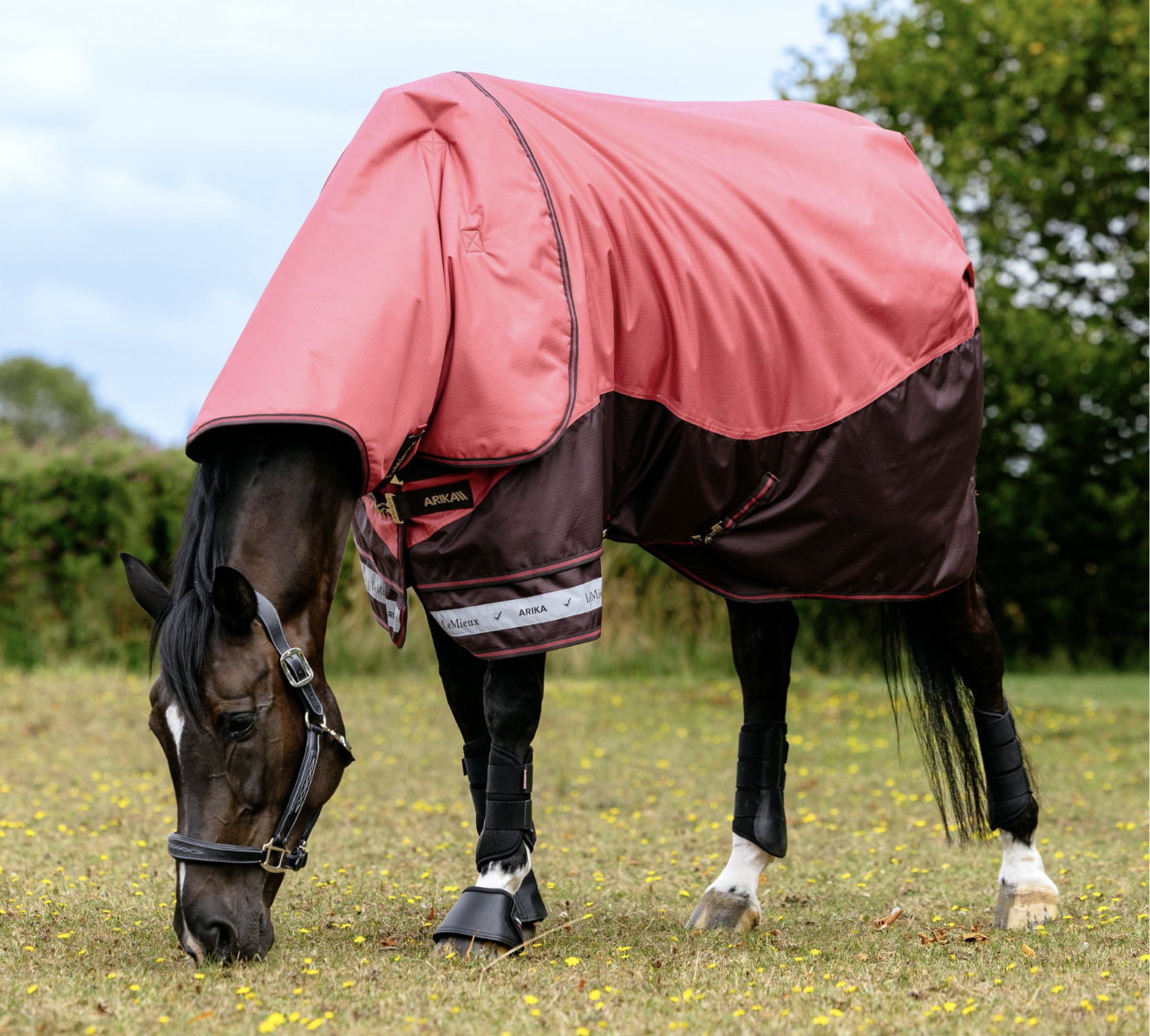 Horse wearing red LeMieux Arika turnout rug