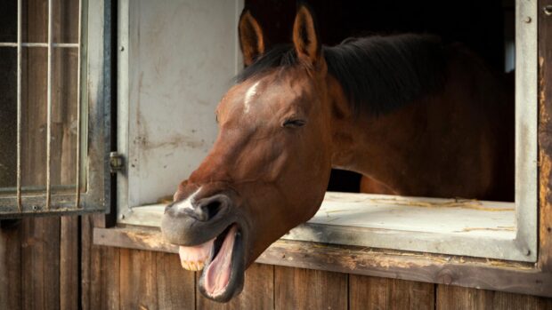 bay horse with his head out of a stable, his ears are forward, eyes are closed and mouth is open and it appears as though he is laughing at horse puns