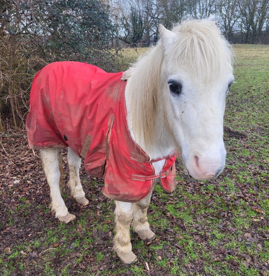 Daniel Robert Briggs' grey Welsh section A pony standing in a field