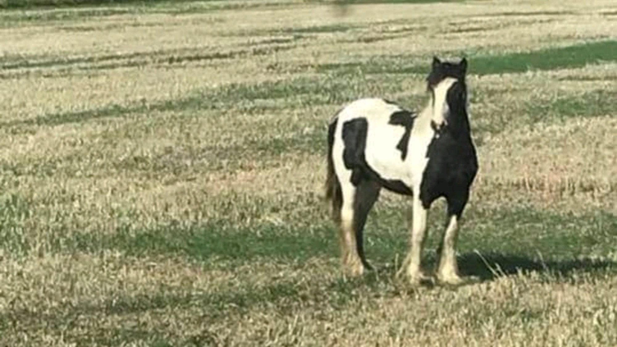 Harvey abandoned in a field before his rescue