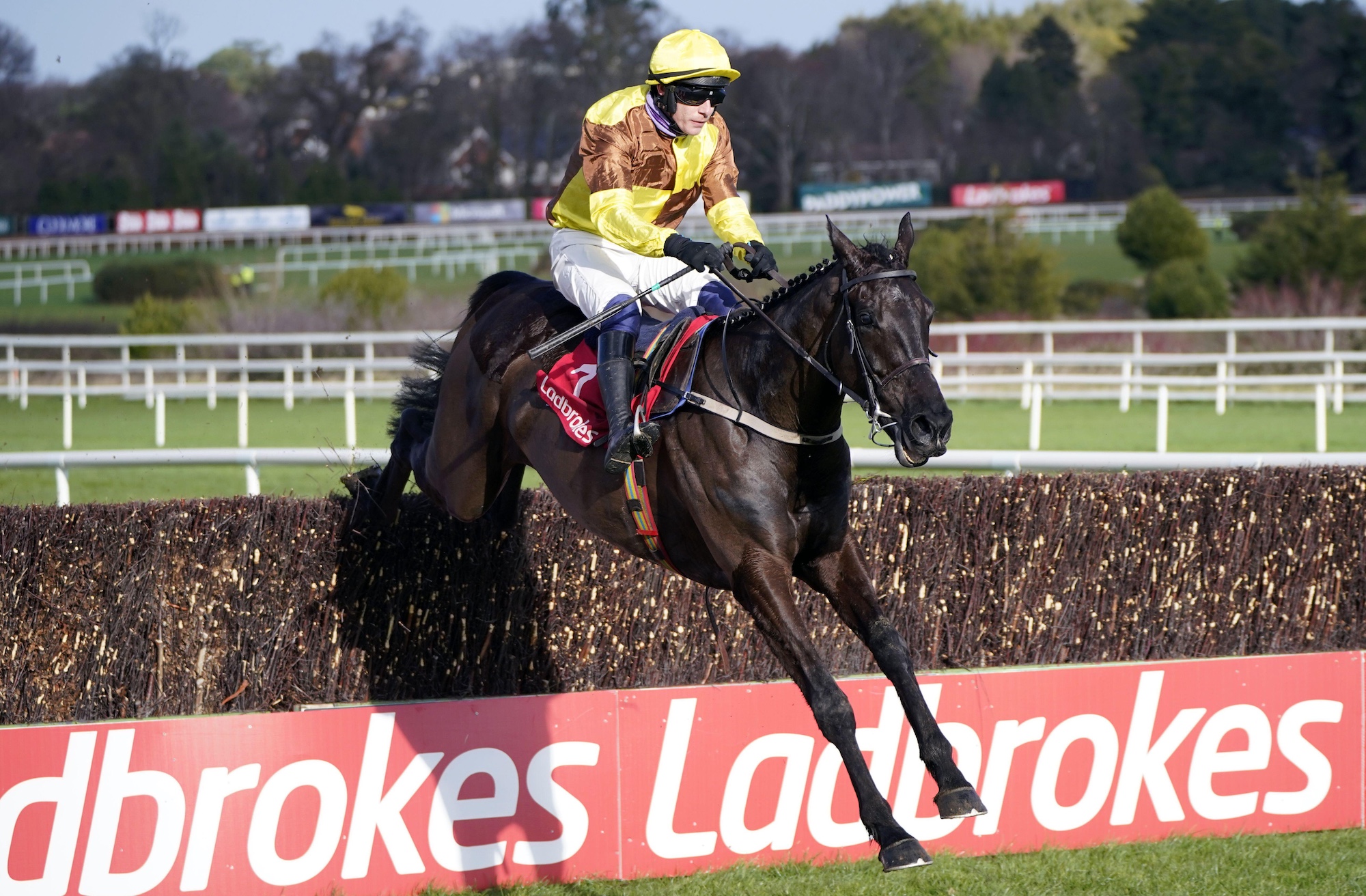 Galopin Des Champs (yellow and brown silks) clearing a fence in steeplechase ridden by Paul Townend