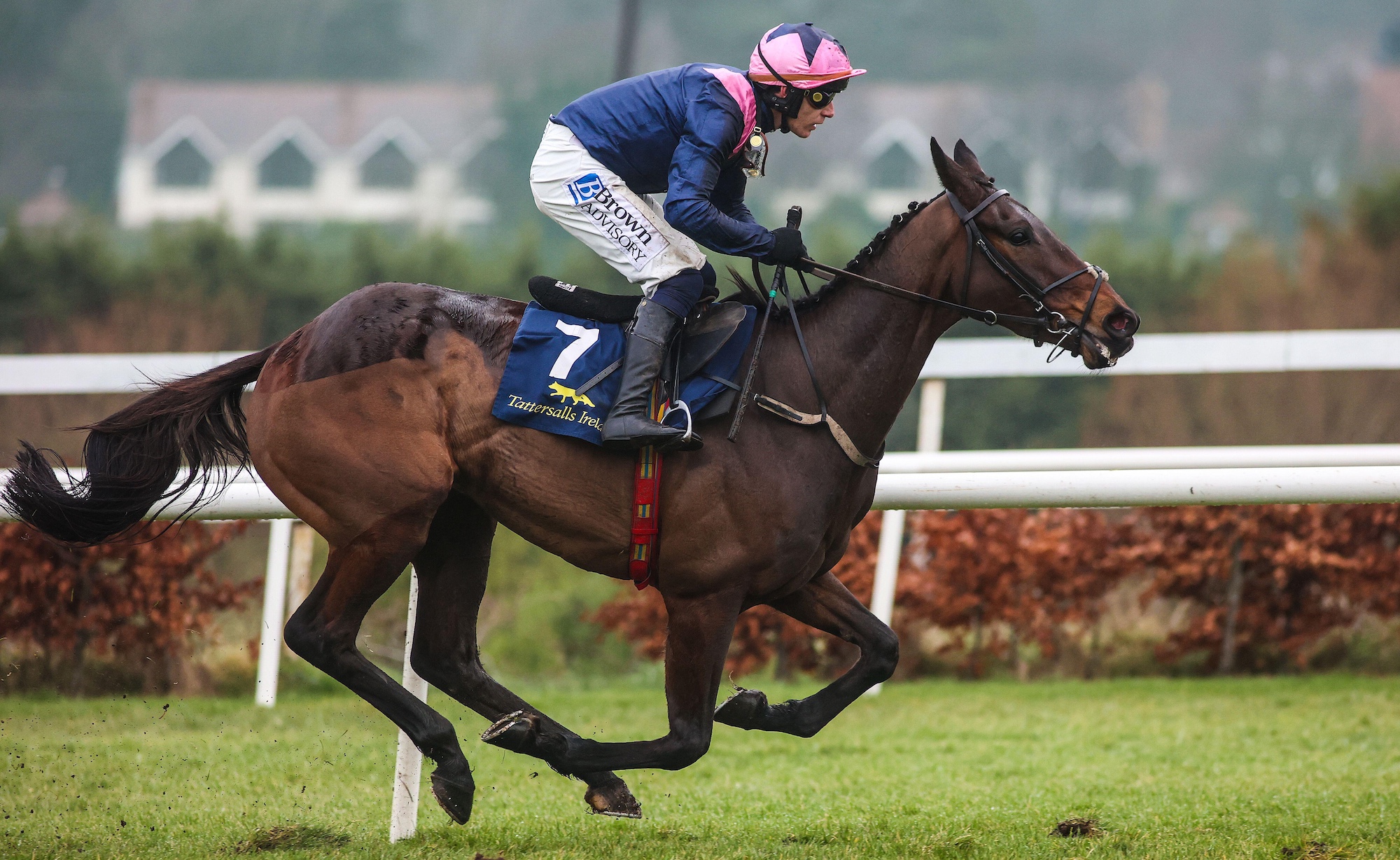 Kopek Des Bordes galloping on racecourse. He is entered for the Arkle at cheltenham festival 2026