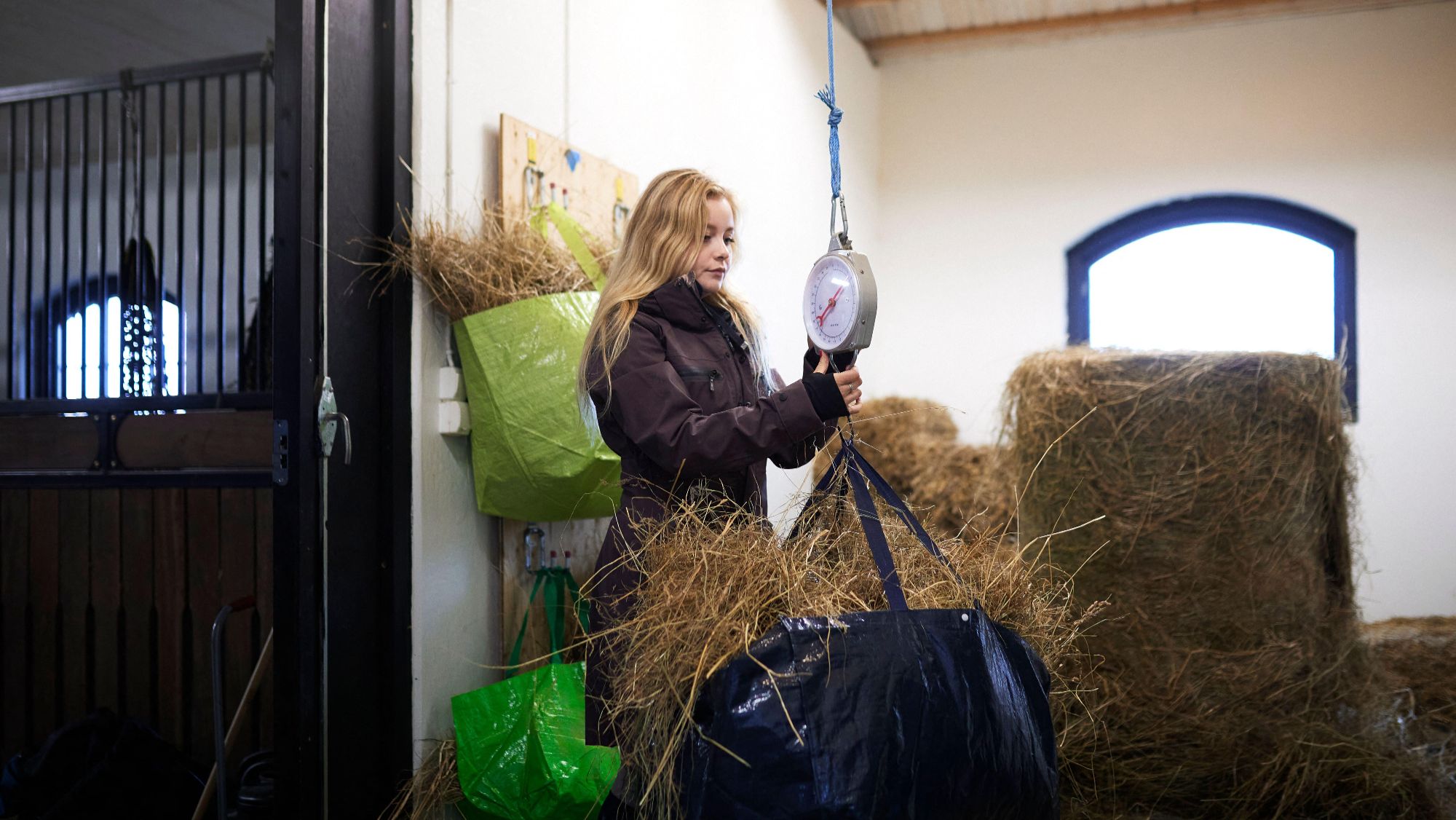 A young blond woman stands in a haystore area in a barn. She is using a spring balance to weigh a large blue plastic bag stuffed with hay in order to make her horse gain weight.
