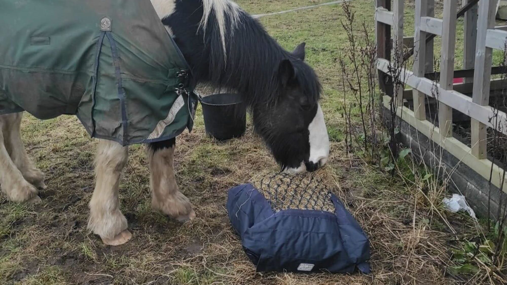 A piebald mare wearing a rug and eating hay from a slow feeder, there is a forage brick next to it