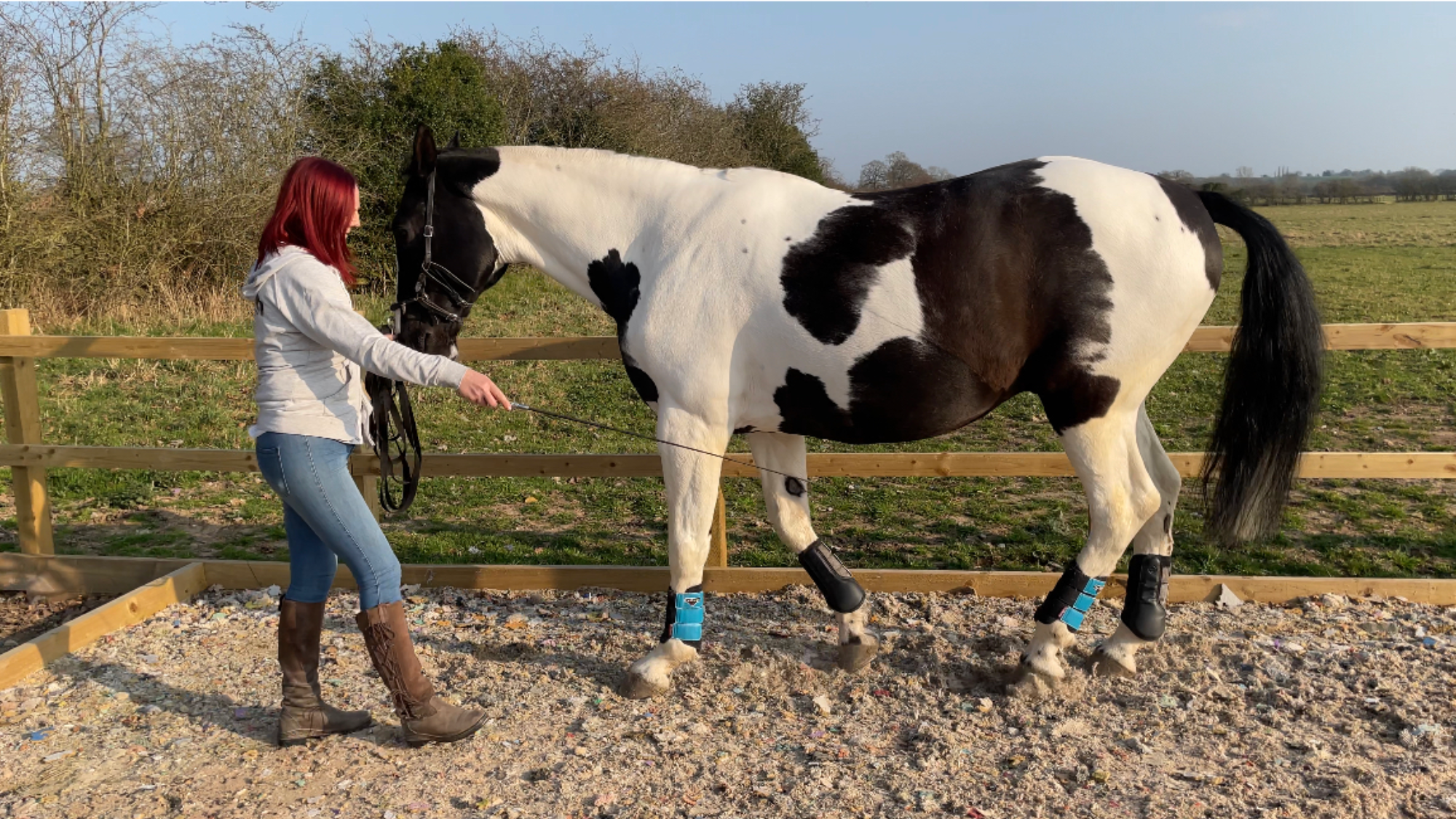 A piebald horse in profile on an all-weather riding surface. He is parallel to a fence on his right hand side. His handler directs him to step backwards using a schooling whip to guide him.