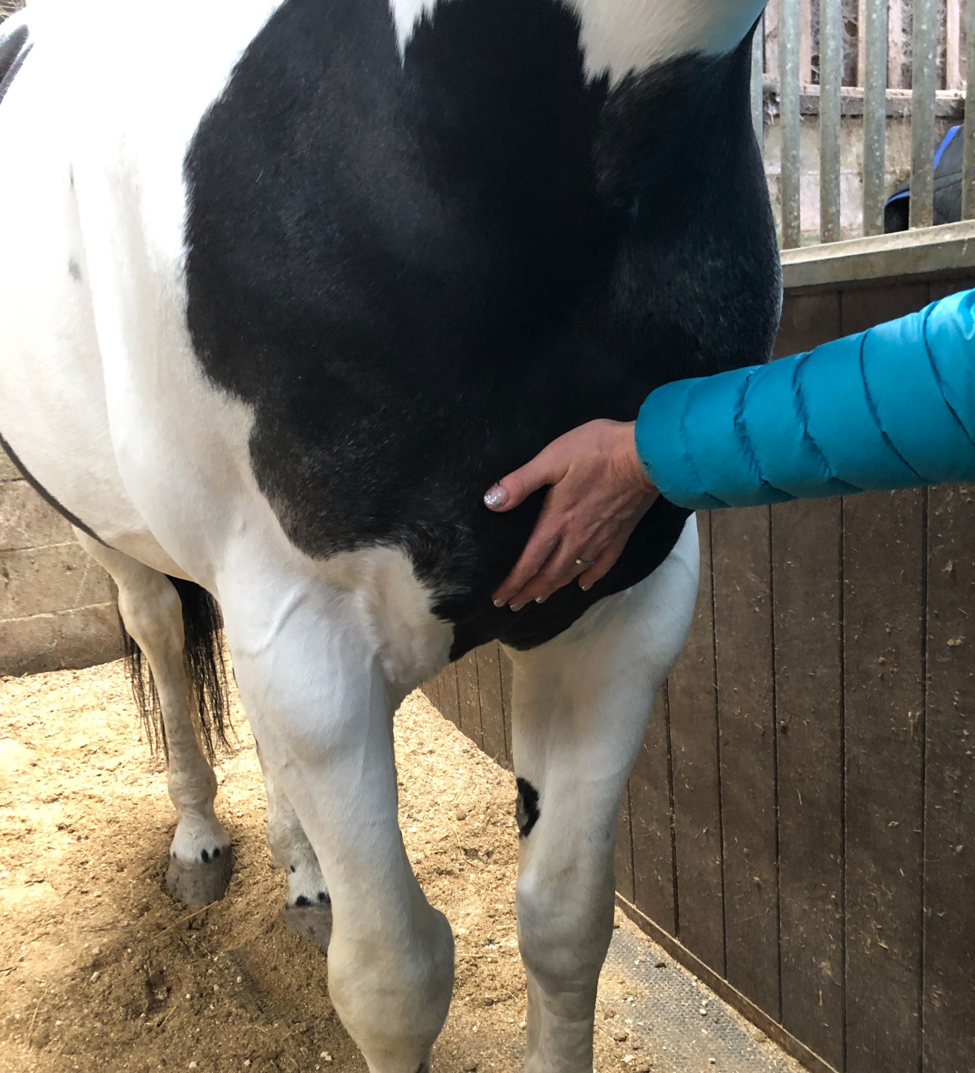 Demonstration of backwards weight push, with physiotherapist’s hand on horse’s sternum