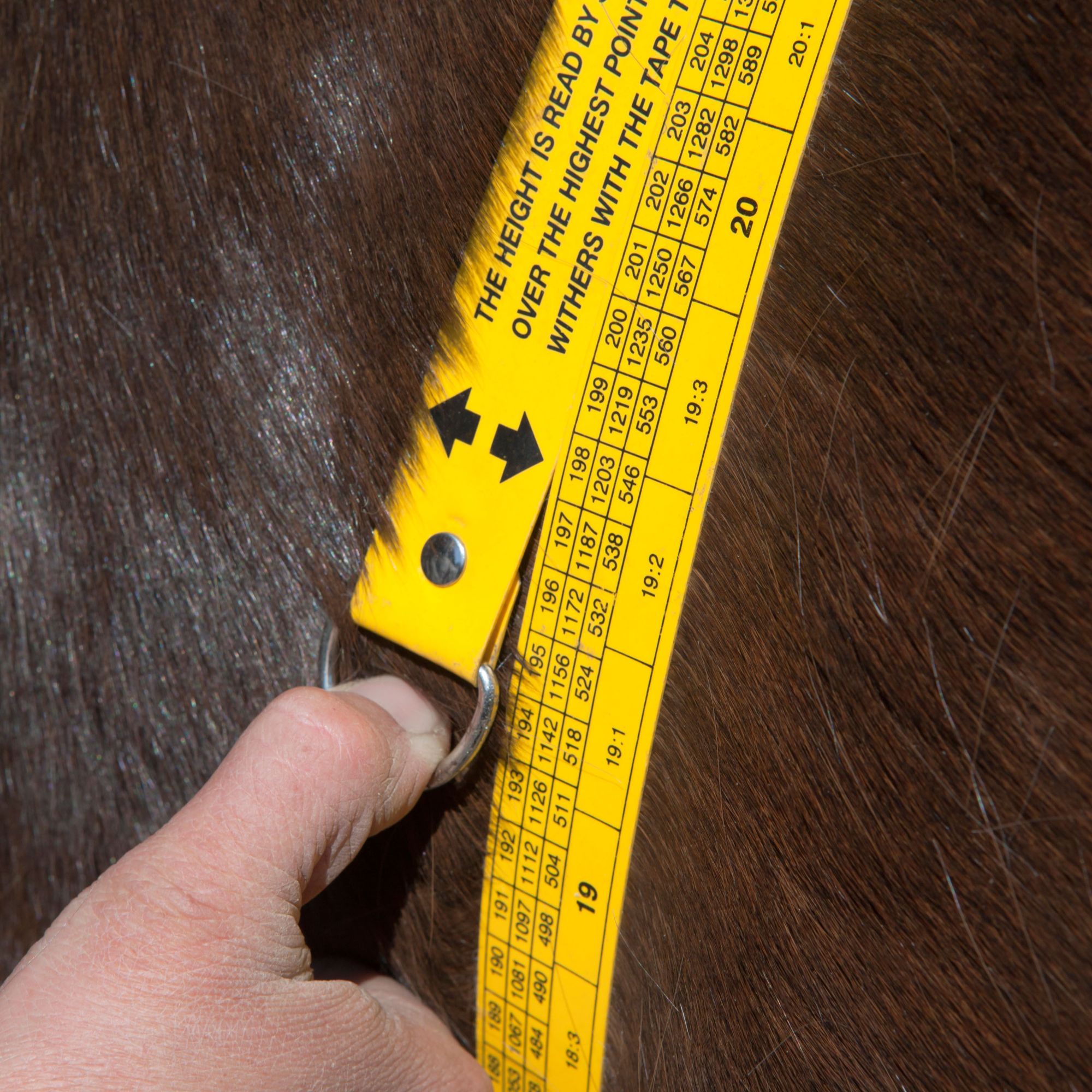 A close up of a hand holding a yellow weigh tape against a horse's brown fur