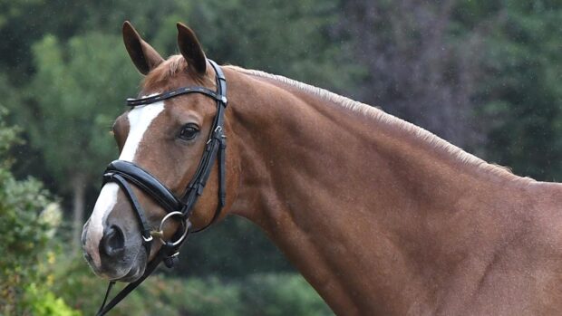Pictured a chestnut horse named Gio, who is ridden by British rider Annabella Pidgley.