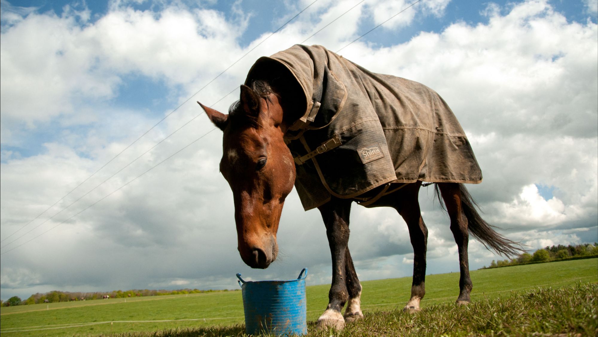 A photo taken from the ground, looking up a bay horse in a field on a sunny day, wearing a rug and bending his head to eat from a blue bucket.