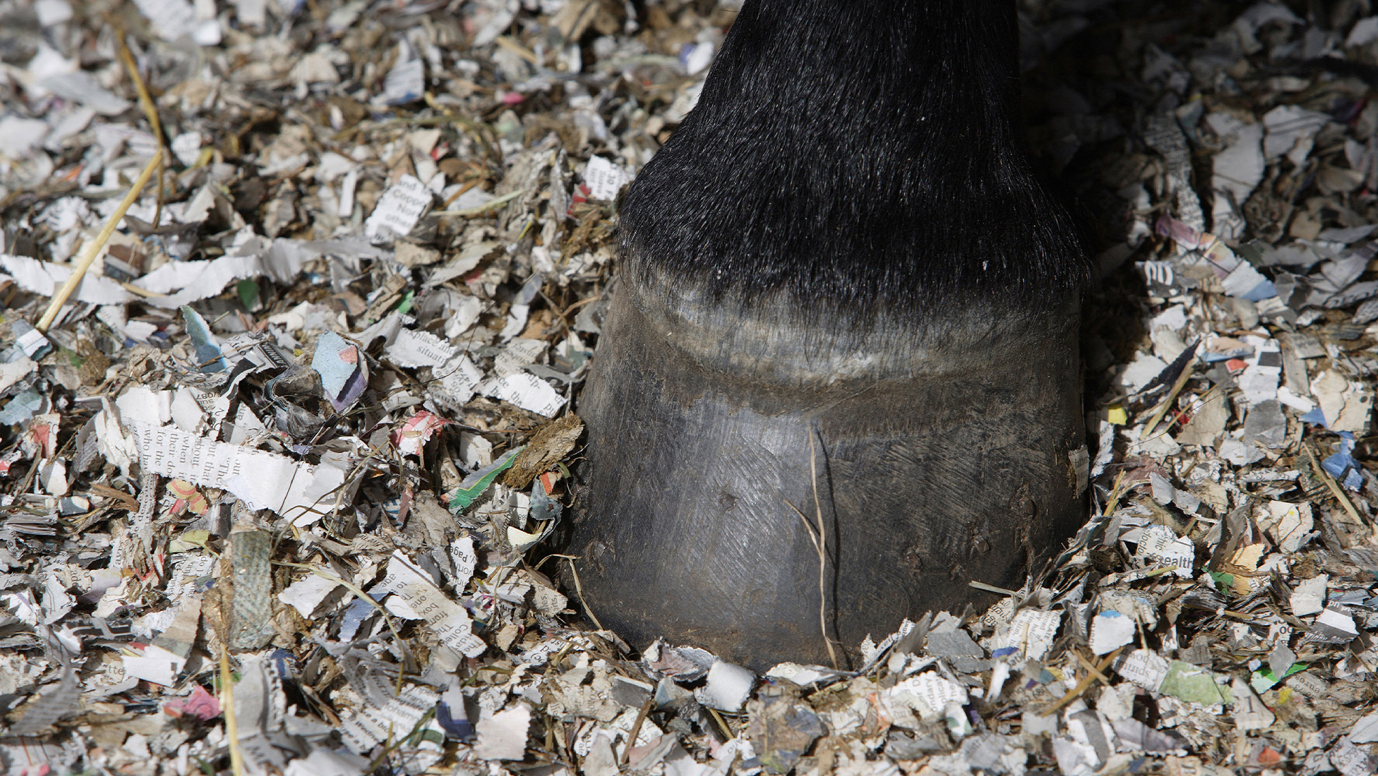 Close up of horse hoof on shredded paper bedding