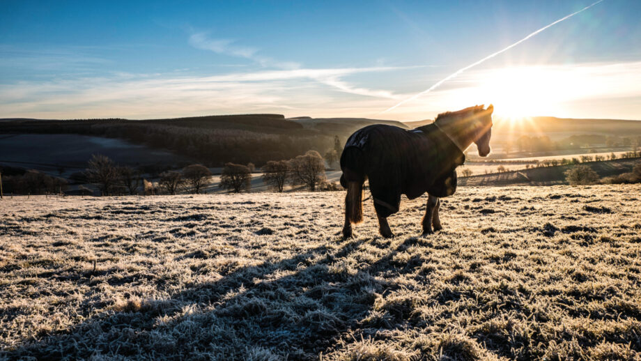 The SSPCA has asked horse owners to back its new manifesto for improved animal welfare laws. Pictured a horse on frosty grass.