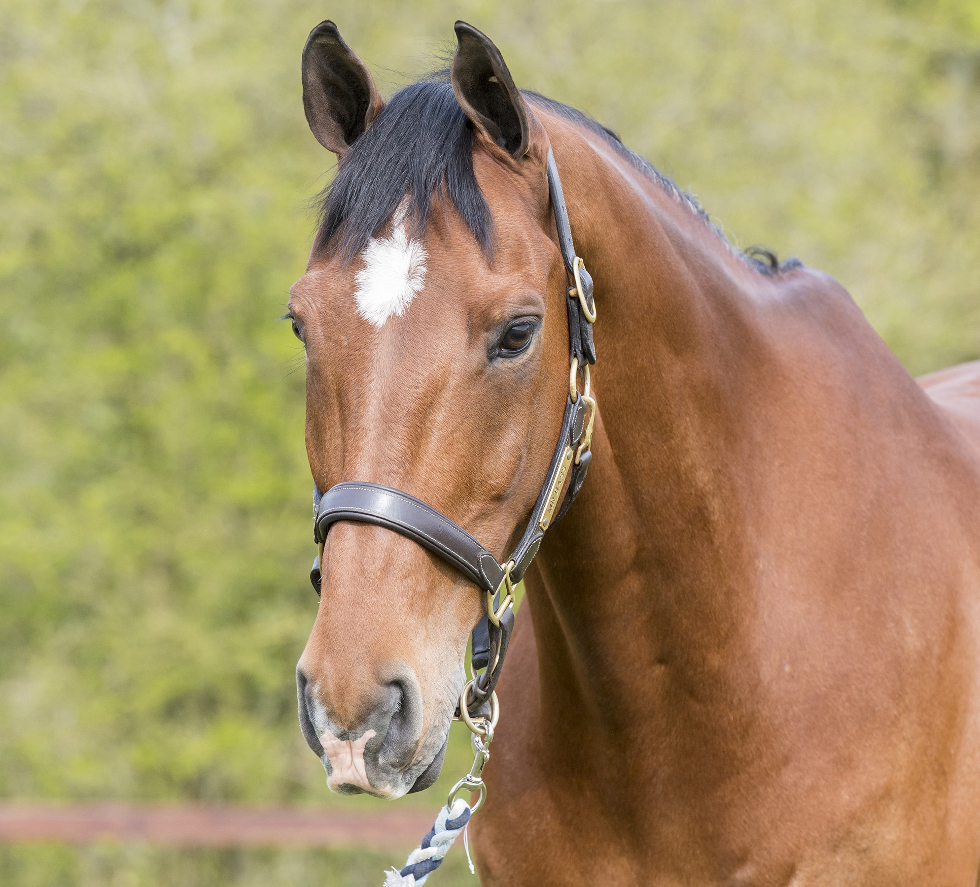A headshot of top event horse Mr Bass, taken in 2019.
