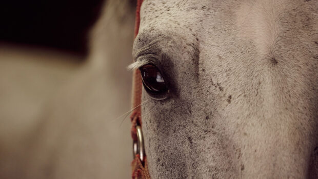 Close up of a grey horse’s eye