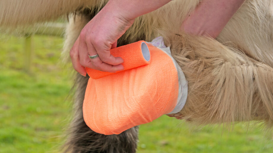 Close up of horse owner applying vet wrap over a poultice on horse’s foot