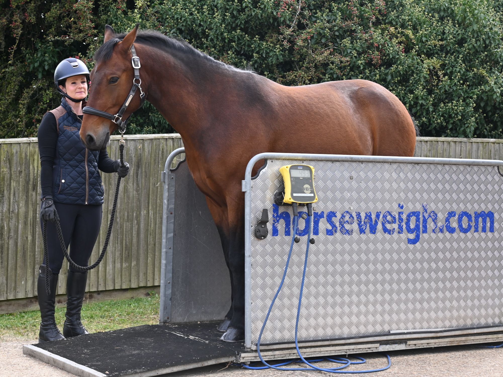 Women wearing a hard helmet weighs a bay horse on a weigh bridge