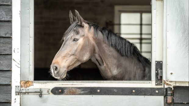 dark bay stabled horse looking alert over the stable door