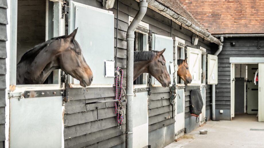 Horses in stables at a livery yard