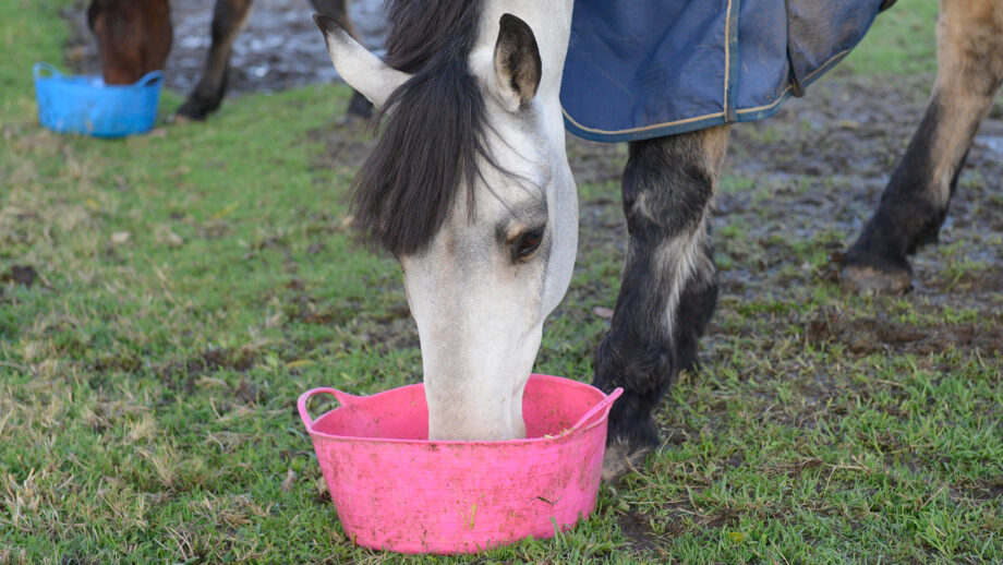 A horse eating Allen & Page Fast Fibre from a bucket