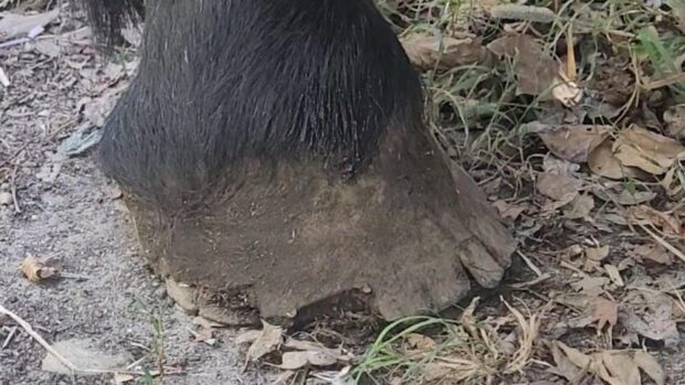 The cracked foot of a horse with hoof wall separation disease