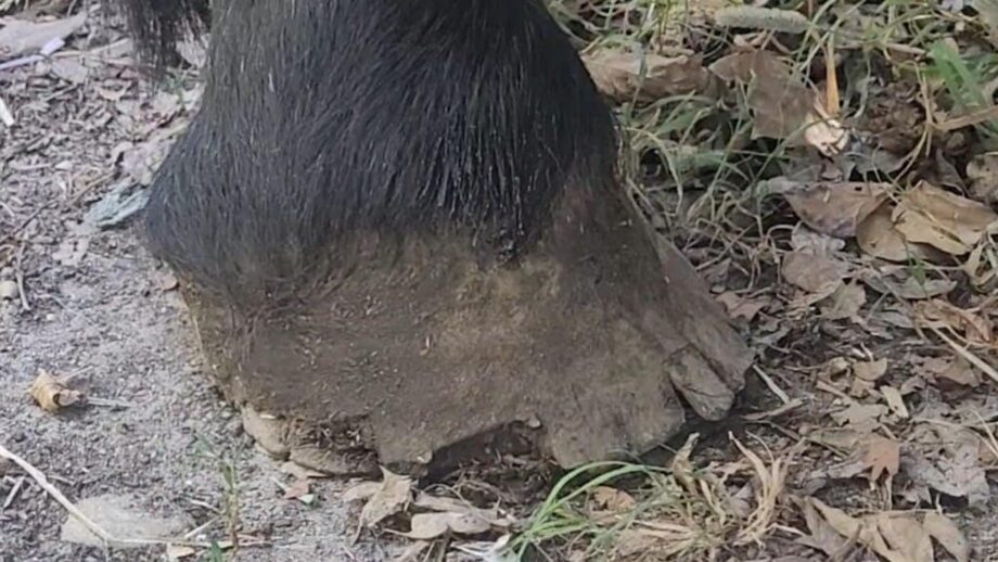 The cracked foot of a horse with hoof wall separation disease