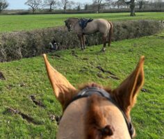The vet's boots just visible, deep in a hedge