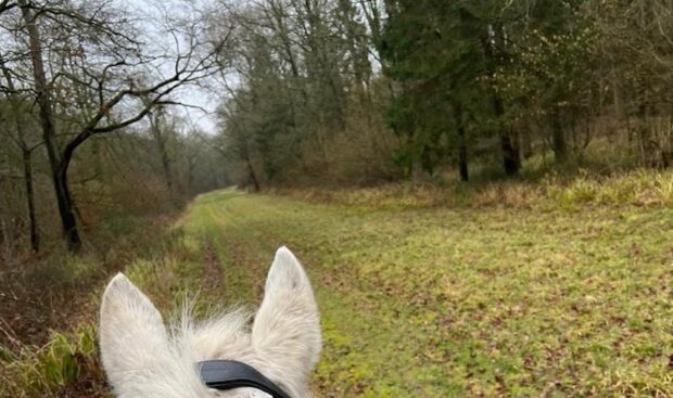 Image shows a grey horse's ears looking along a woodland path