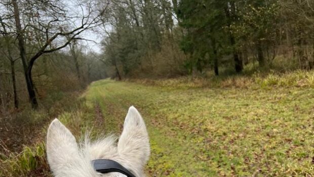 Image shows a grey horse's ears looking along a woodland path