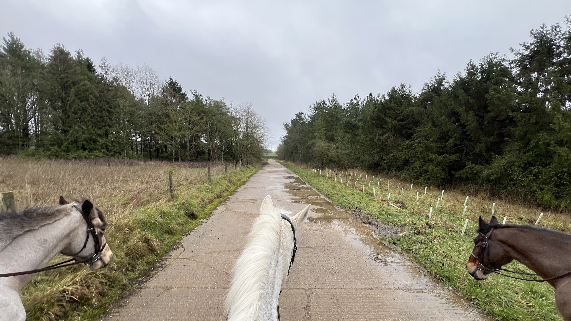 Image shows three horses being ridden along a concrete path in a woods