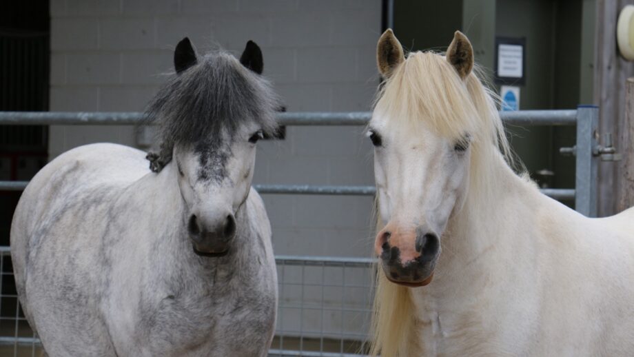Image shows two grey ponies looking at the camera
