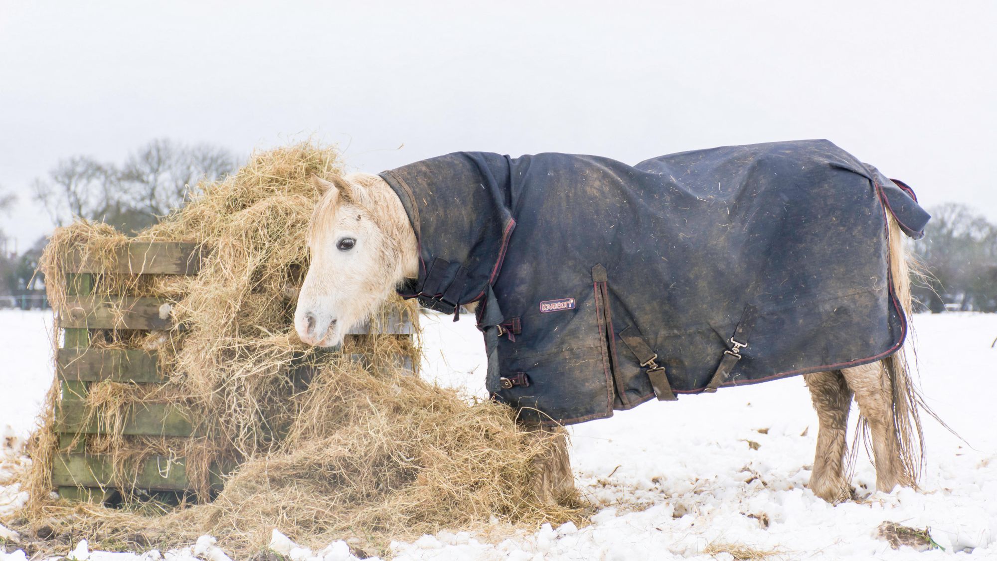 A grey pony stands in a snowy landscape next to a wooden crate overflowing with the amount hay you'd feed to make a horse gain weight.