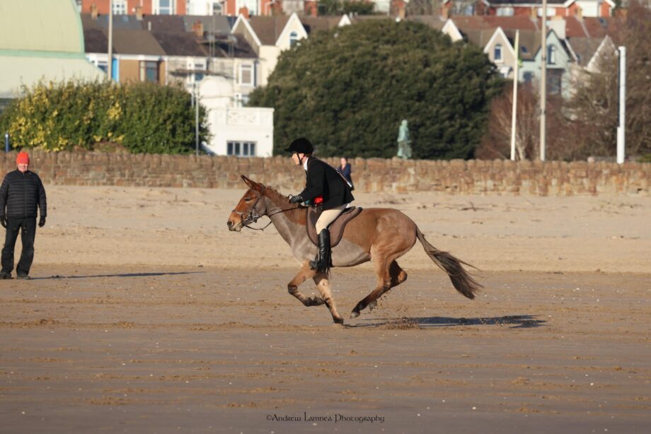Joanna Lowes and Miley the mule out bloodhounding