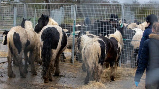 Pictured a group of horses during a large scale animal rescue operation involving equine welfare charity World Horse Welfare.